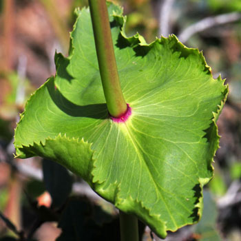 Desert Penstemon as green fused (connate) leaves with serrated leaf margins. Penstemon pseudospectabilis